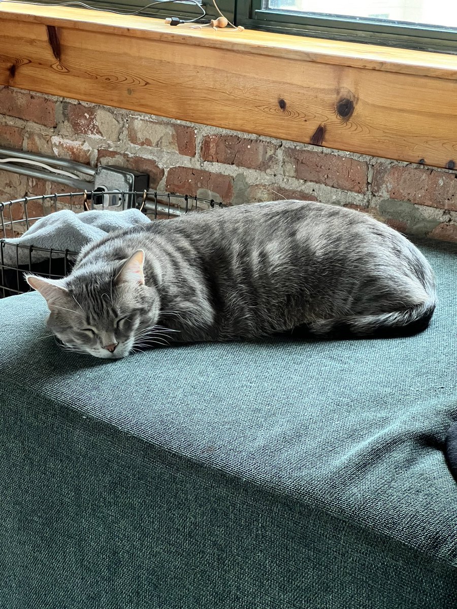 oxy__tocin's tweet photo. I realized today my cat doesn’t understand what money or valuable objects are, and I envy this little rat and his bliss https://t.co/vKkLMkunZB