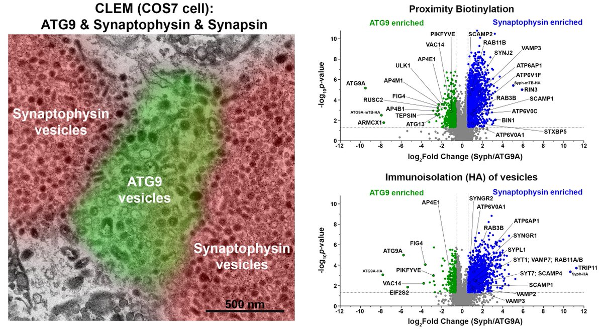 De Camilli Lab (@pdclab) on Twitter photo Our paper demonstrating the segregation of synaptic vesicle proteins from ATG9 when expressed in fibroblastic cells, and their properties to be clustered in different condensates by synapsin, is now out in Nature Communications <a href="/YaleCellBio/">Yale Cell Biology</a> <a href="/YaleNeuro/">Yale Neuroscience</a>
nature.com/articles/s4146… Our paper demonstrating the segregation of synaptic vesicle proteins from ATG9 when expressed in fibroblastic cells, and their properties to be clustered in different condensates by synapsin, is now out in Nature Communications <a href="/YaleCellBio/">Yale Cell Biology</a> <a href="/YaleNeuro/">Yale Neuroscience</a>
nature.com/articles/s4146…