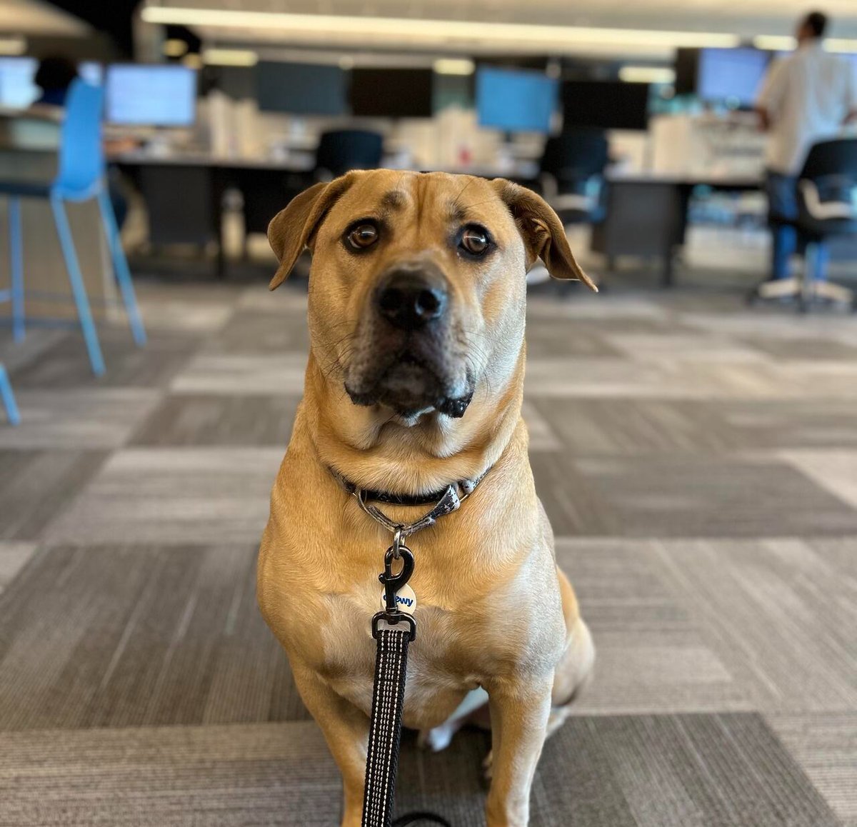 January photo dump, #LifeAtChewy style! 

PS: The #PetsAtChewy sure do make our Slack channels a whole lot cuter, don't you agree? 

#RunWithThePack