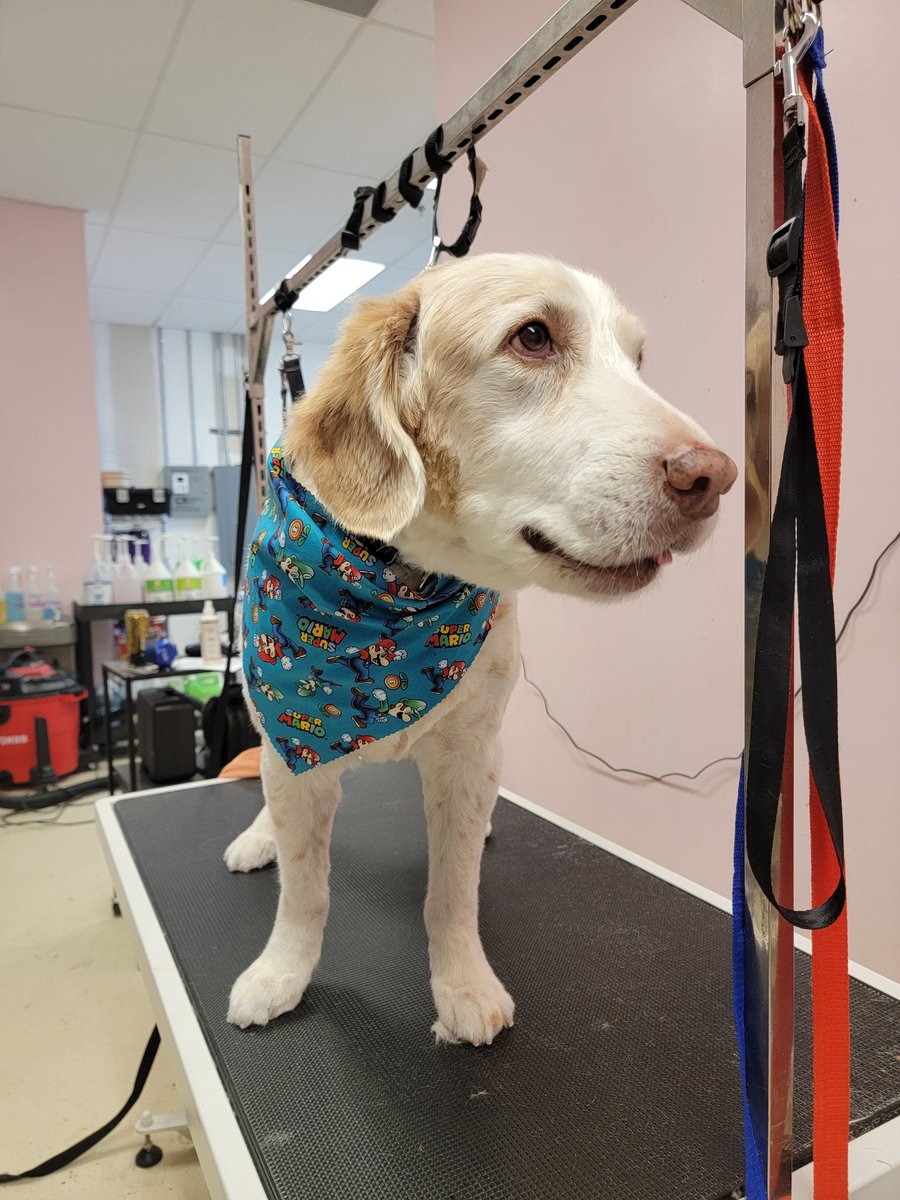Buddy had a blast getting all trimmed up today! Mama spoiled him and got him the spa package 😁 We have lots of openings this week and next so make sure to come see us at @woofgangdaytona #groomer #doggroomer #dog #groomlife #kingdombarks  #woofgangbakery #woofgangdaytonabeach