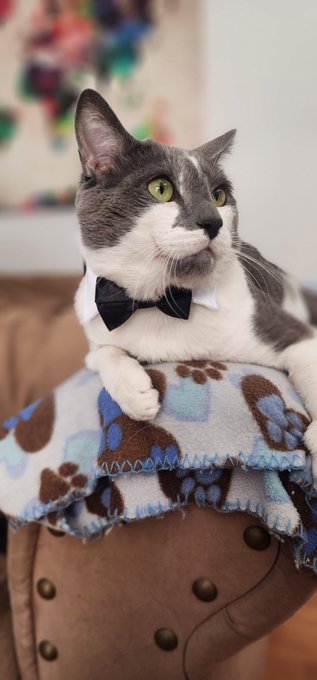 My cat Blitz got a job. He can do your taxes you might go to jail but he can do them. #cat #work #workingcat<a href="/tag/work"class="tags"><span>#work</span></a><a href="/tag/cat"class="tags"><span>#cat</span></a><a href="/tag/workingcat"class="tags"><span>#workingcat</span></a><a href="/tag/businesscat"class="tags"><span>#businesscat</span></a>