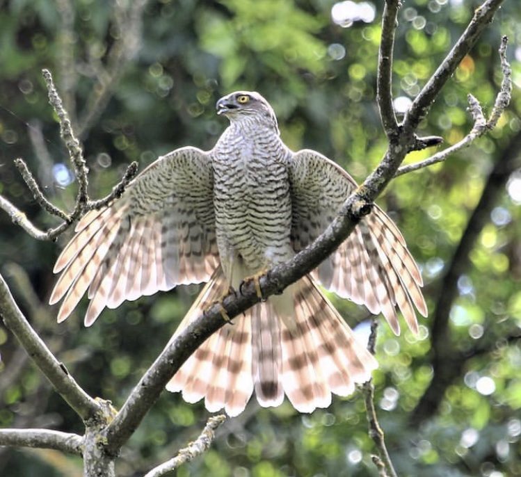 birdsgraph's tweet photo. #HaftanınKusu #atmaca #sparrowhawk https://t.co/Kdbcu21lBw