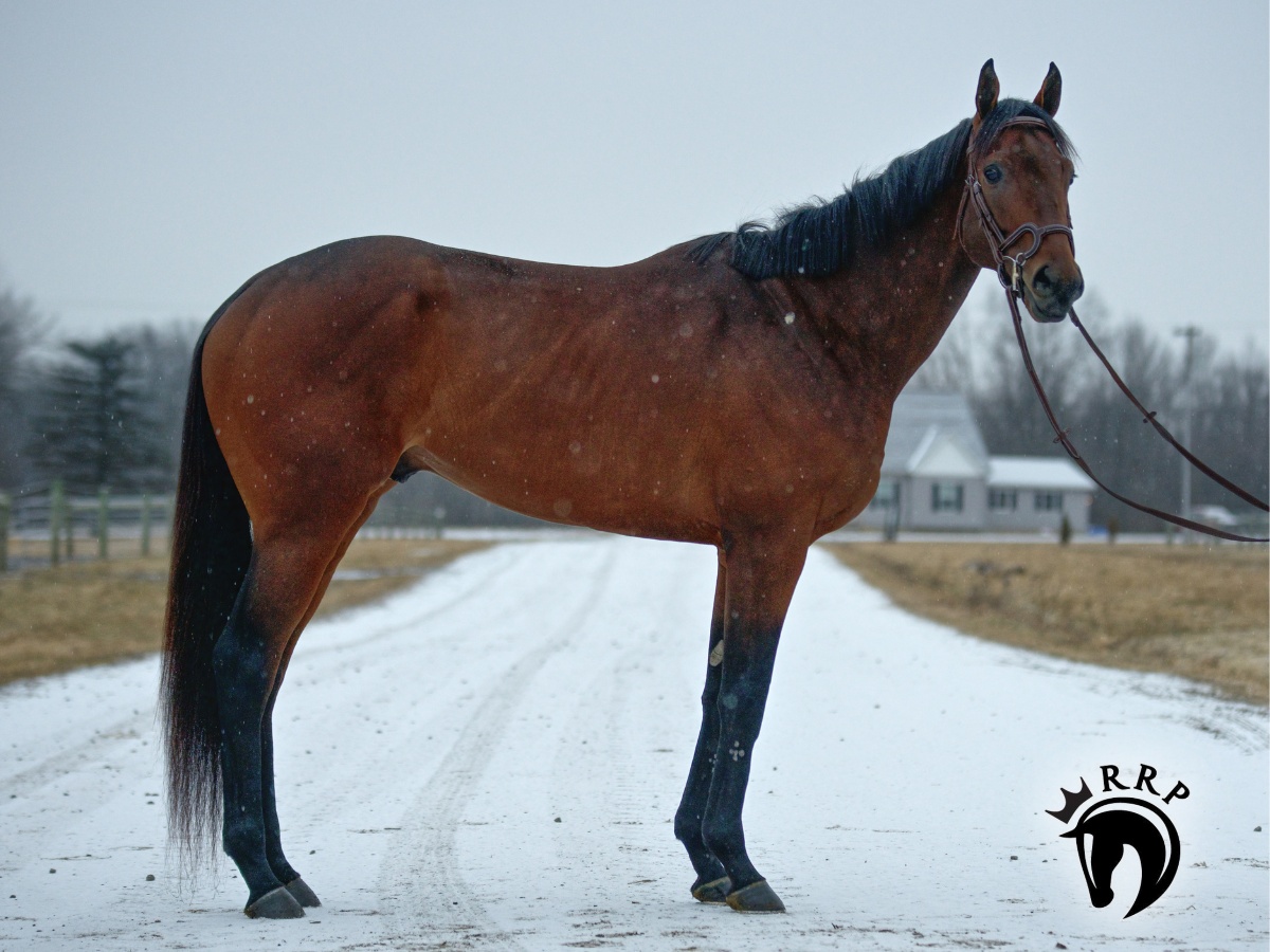 🆕 ABSTRACT by Curlin is your dreamy, hunter-type knight in shining armor! He's brave and lovable. 🏰 2023 @RRP_TBMakeover Eligible 🏰 2020 Thoroughbred Gelding 🏰 FMI: horseadoption.com/horse_detail/9… @PletcherRacing @RepoleStable @HillnDaleFarm @keenelandsales