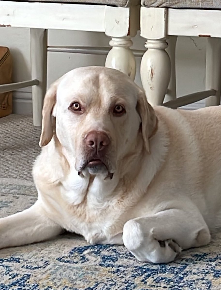 My dog Thor stares at me for an hour before his lunch like this. #labrador #DogLover https://t.co/kUG4YLY81n