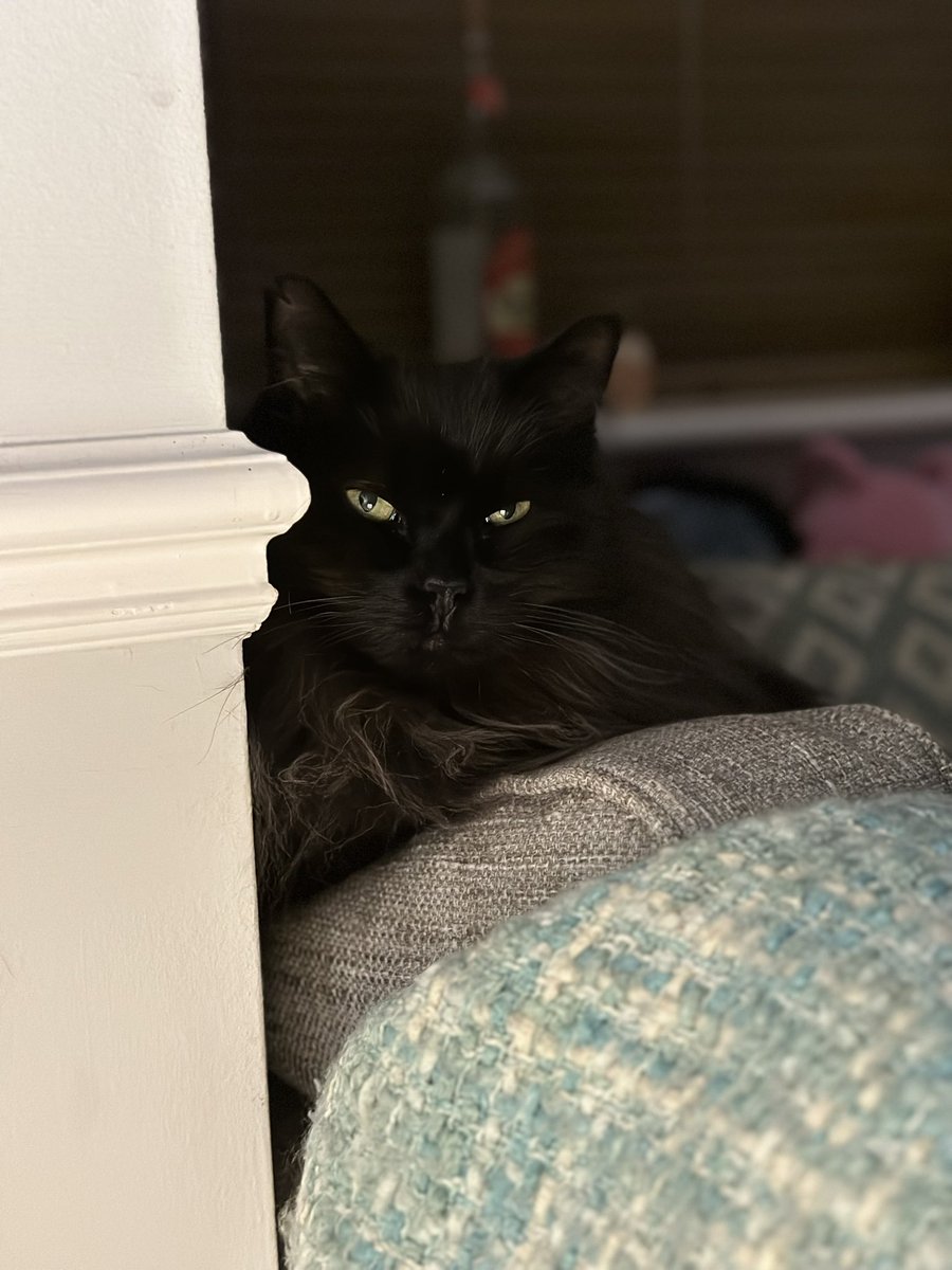 kpullen40's tweet photo. @michaelscat2 Phoenix and Meeko 🐈‍⬛ https://t.co/xjLvncqMza