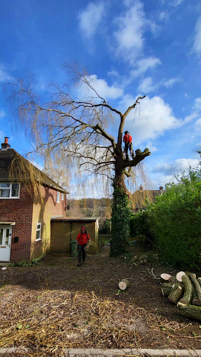 PrimaryTreeSurg's tweet image. NS pollarding a Willow in Shaw, #Newbury today…with ground support from BC, JT, AH, TB

It was a big team on-site so we could finish earlier for a planned safety #ToolBoxTalk 

#treesurgeons #treesurgery #pollard #teamwork #arb