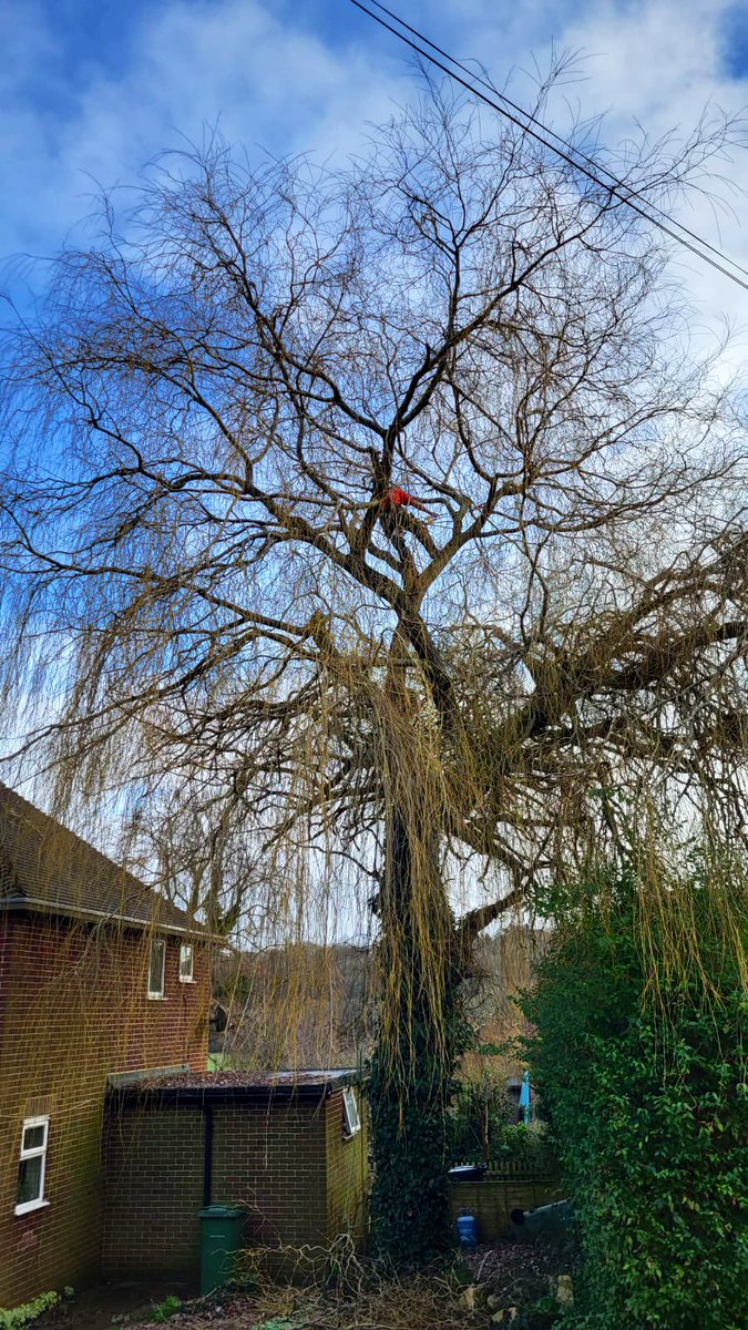 PrimaryTreeSurg's tweet image. NS pollarding a Willow in Shaw, #Newbury today…with ground support from BC, JT, AH, TB

It was a big team on-site so we could finish earlier for a planned safety #ToolBoxTalk 

#treesurgeons #treesurgery #pollard #teamwork #arb