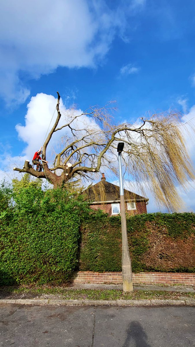PrimaryTreeSurg's tweet image. NS pollarding a Willow in Shaw, #Newbury today…with ground support from BC, JT, AH, TB

It was a big team on-site so we could finish earlier for a planned safety #ToolBoxTalk 

#treesurgeons #treesurgery #pollard #teamwork #arb