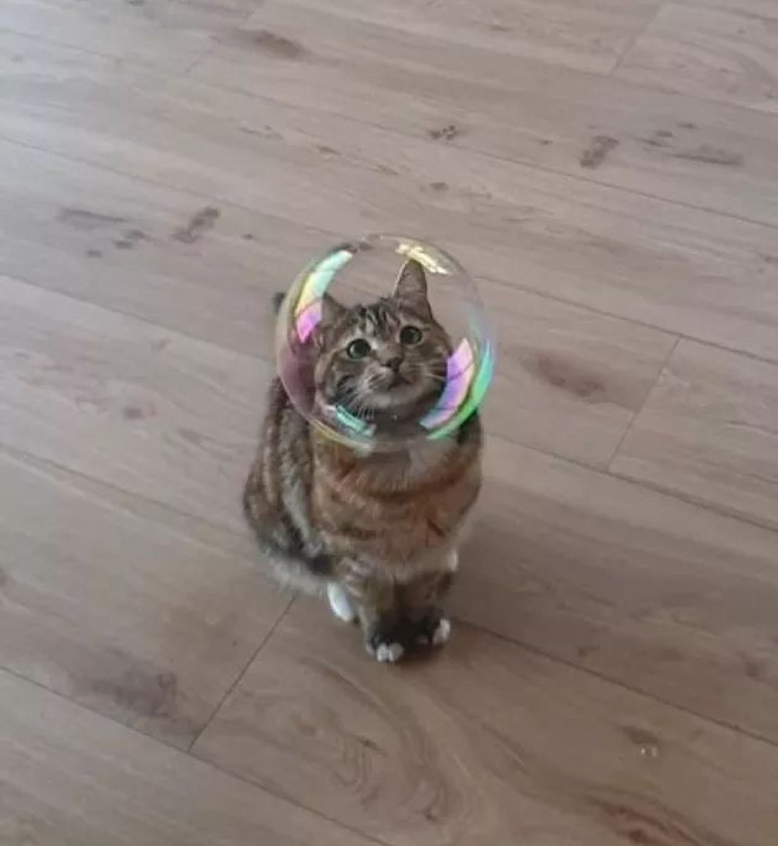 bib 🐥☕️ now on VGen! (@kapebeansies) on Twitter photo 