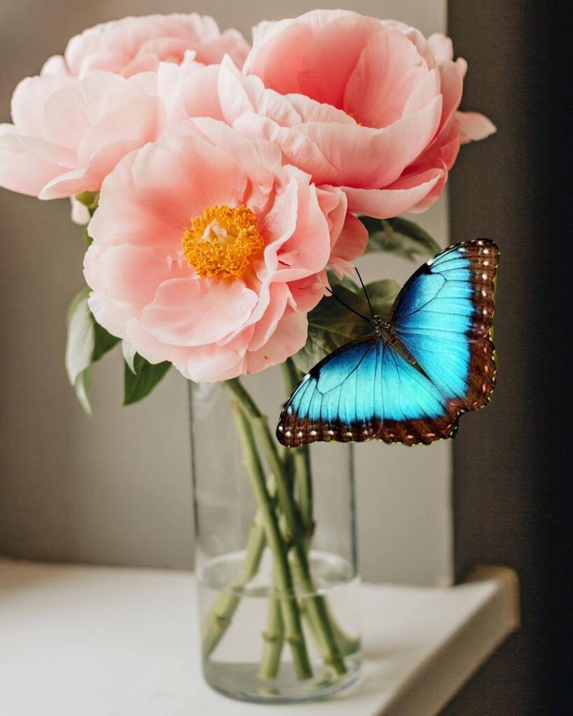 angelafineart's tweet photo. Today’s free painting tutorial will be our last one for January! We’ll be painting this “Morpho Butterfly with Poppies” starting at 6PM CST. 🦋👩🏻🎨👨🏻💻 YouTube link in bio! - https://t.co/qr8zeYfpVf
#paintingtutorial #acrylicpainting #freetutorial #howt… https://t.co/pTo6RMhbkp https://t.co/ClA6xLysy9