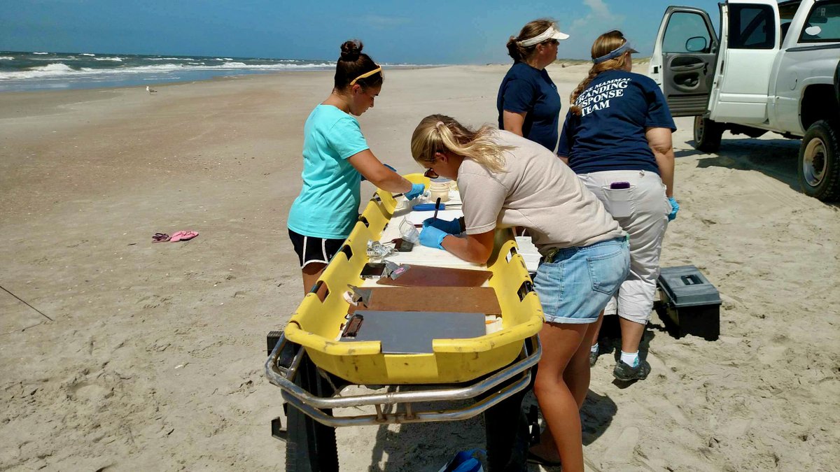 Anna Windle tweet media