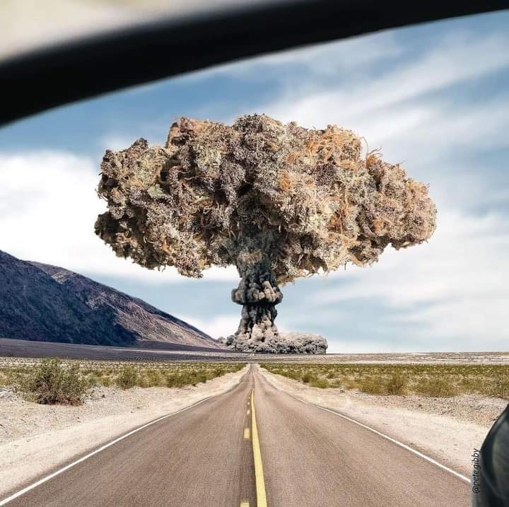 StrainCollecti2's tweet photo. We come like a bomb, with this incredible collection! Don't miss your favorite strain!💣💥👽 #Straincollection #NFTProject #OpenSeaMarket #Polygon #OpenSeaNFT https://t.co/3N6tcLcHAF