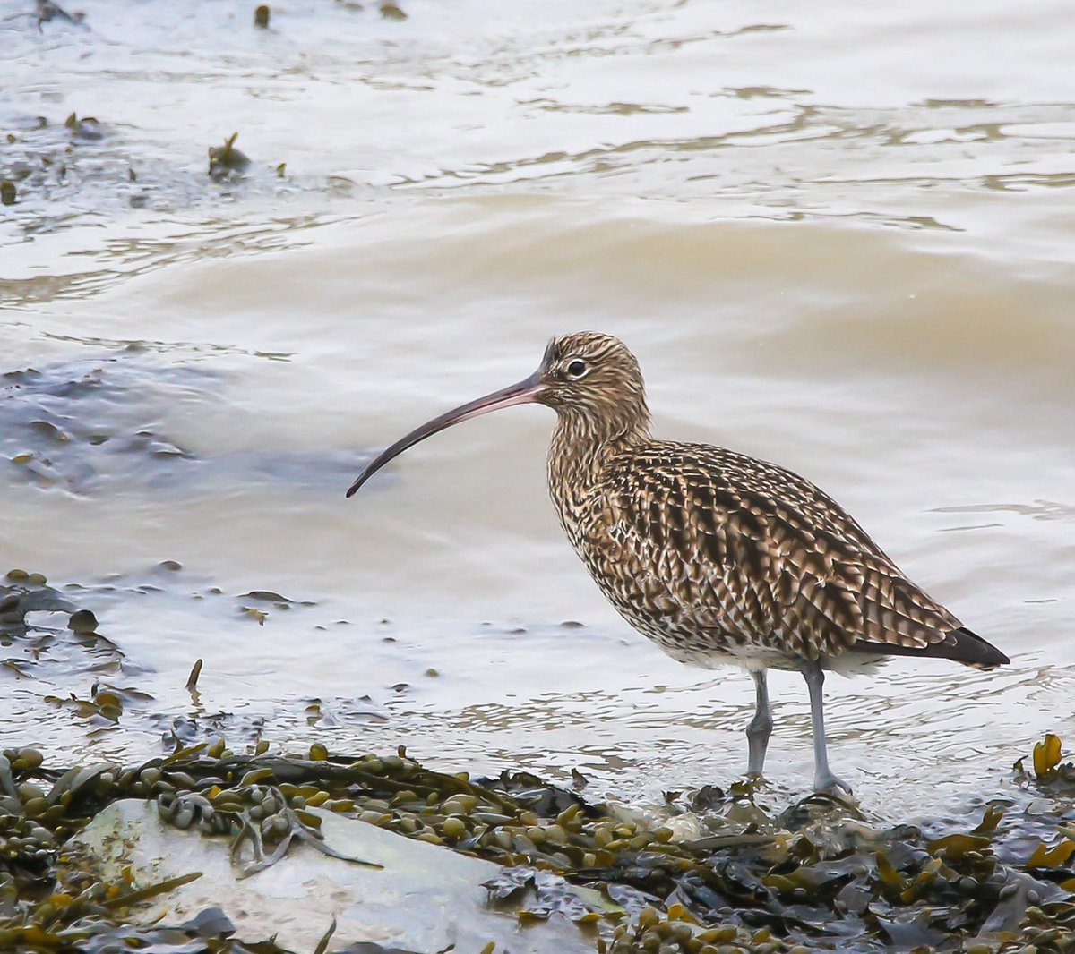 One of my fav birds..the Curlew..foraging for food amongst the seaweed today. #curlew #britishbirds #britishwildlife #wadingbirds #BirdsOfTwitter #camelestuary #cornwall #TwitterNatureCommunity #TwitterNaturePhotography #wildlifephotography #birdphotography #birdwatching