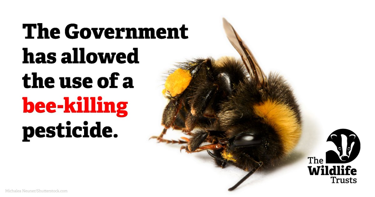 We are dismayed, disappointed, and deeply concerned. UK Gov has just approved the use of a banned pesticide so powerful; a single teaspoon could kill 1.25 billion bees. This is a huge mistake. If we want to #DefendNature we must #SayNoToNeonics. 👉 

wtru.st/say-no-neonics…