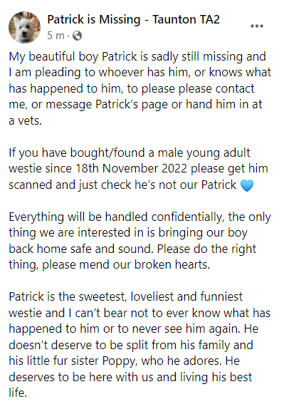 PDRescue's tweet photo. WHERE IS PATRICK?

Please join: https://t.co/s1Z7YP1otB

https://t.co/Yt8vnUtYKT

#rehomehour #dogsoftwitter @BestiesMagazine @MissingPetsGB @HunnyJax @DogLostUK @rosiedoc666 @AlanDaffern @The_Animal_Team @SAMPAuk_ @pettheftaware https://t.co/prImbcfG6y