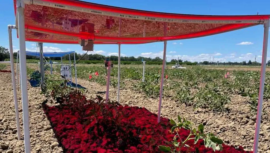 indrevfund's tweet photo. Researchers harness sunlight to produce both power and food—using light to improve each harvest.

https://t.co/1bX0zj9h3k

#innovation #sustainable #sustainableinnovation #investment #environment #sustainability #alternativenergy https://t.co/5auDZOmNAx