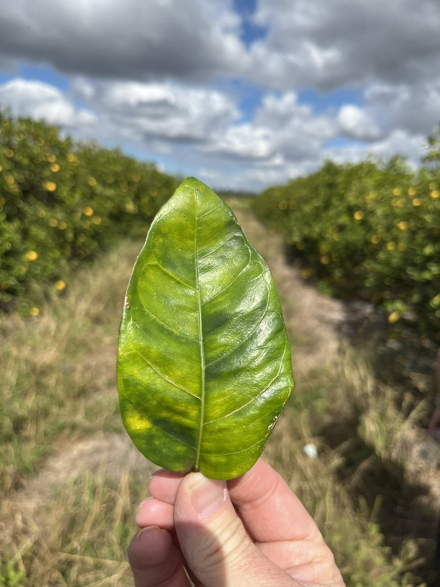 nathanhancock7's tweet photo. Thanks Joy and Michell from @ElementalEnzyme for showing us around your trial sites in Fort Pierce. Looking forward to following the progress of this approach to managing HLB. https://t.co/jQn0856s9C