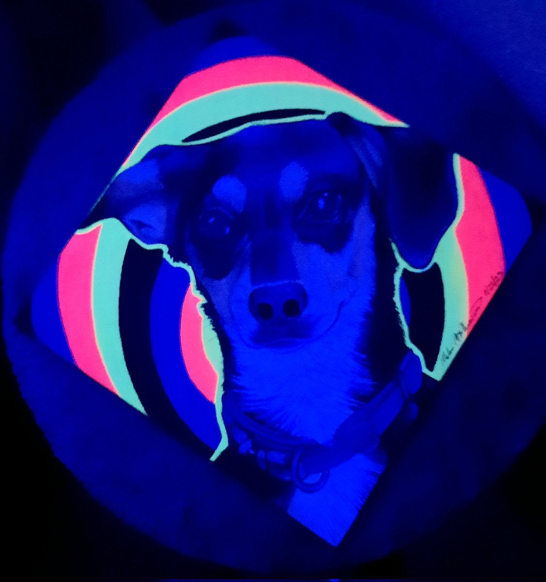 Pocki072's tweet photo. Drew my friends dog for her birthday with poscas and a pencil. Pretty proud of this haha. Enjoy 
#posca #paintmarkers #Dog #paintings #traditionalart #blacklight https://t.co/k1er8JDZWf