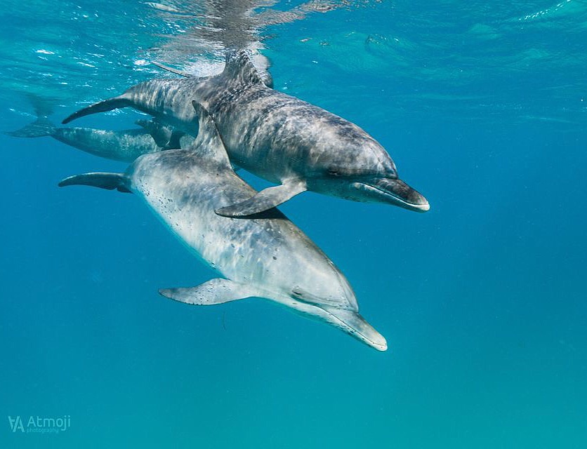 WildQuestBimini's tweet photo. Spread love, kindness and compassion. We are all equal beings on this planet 🐬❤️🌎
One World, One Pod.
https://t.co/EQ17nY3iGN #Bimini #Bahamas #WildQuest https://t.co/WDMKBEKlgU