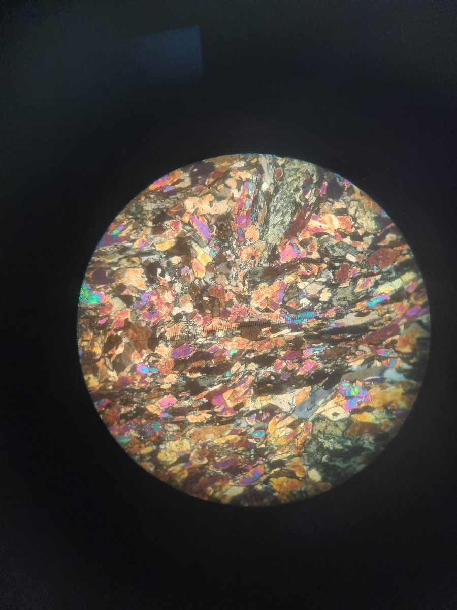 Tortueee1's tweet photo. Pov : biology student https://t.co/s7AJkkhWd7