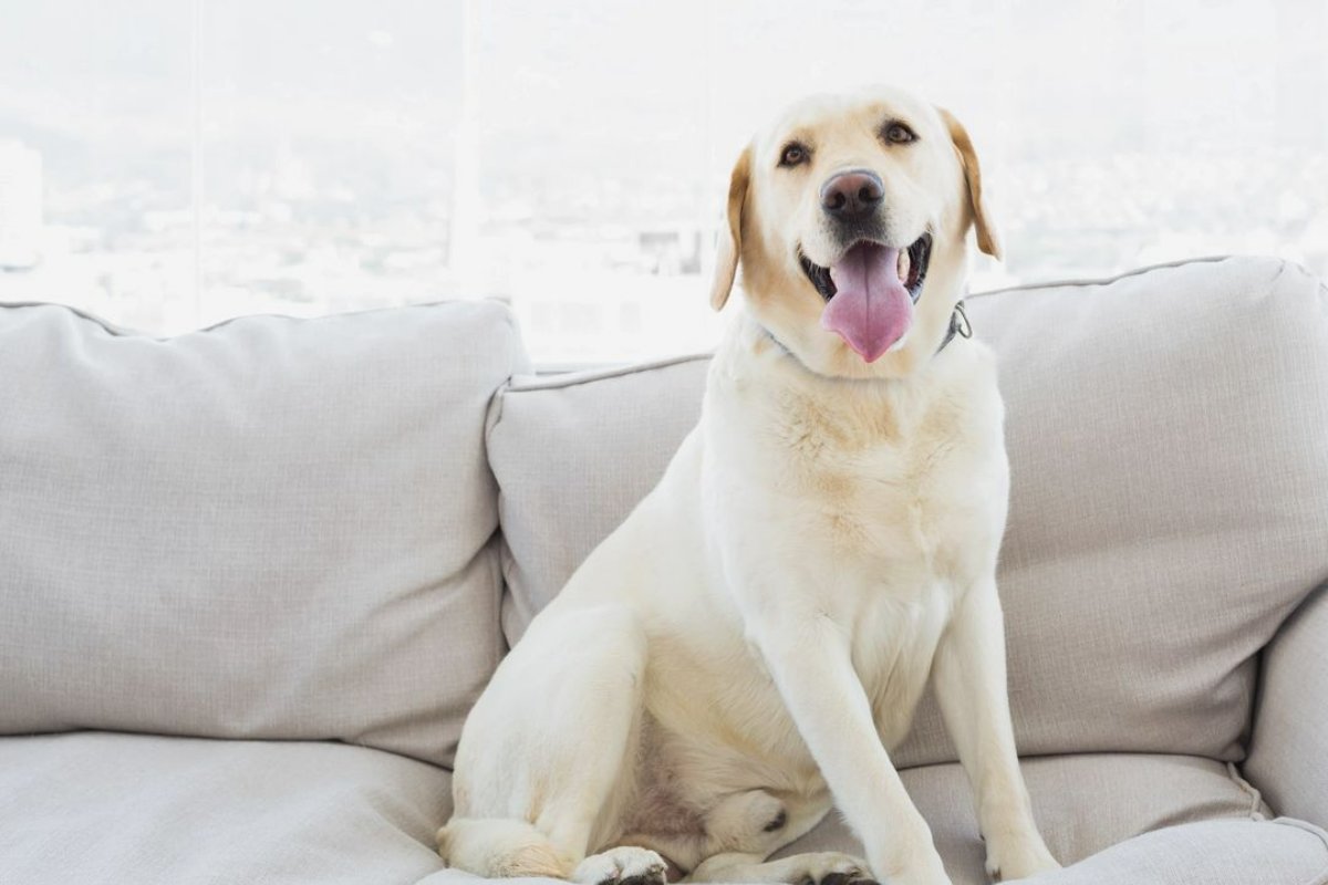 DerPetHausWA's tweet photo. Spring is getting closer, and so is spring cleaning! Before cleaning, make sure to check that your products are pet-friendly. If they're not, make sure to keep them somewhere that your pet can't get to and to take precautions while using them.  #DerPetHaus #BellevuePets https://t.co/vxsH8X3f3I