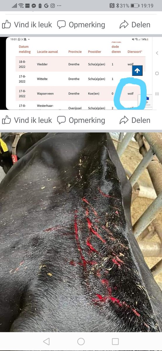MoesJohan's tweet photo. In augustus waren de #wolf deskundigen van  @WolvenInNL na aanval op 2 melkkoeien heel zeker waren 'geen wolf' De wonden zouden komen door het elkaar bespringen van koeien. Bijzonder kwalijk is dat eigenaar niet is ingelicht door @bij12. https://t.co/myT1g2yDB6 https://t.co/W8ro8jA2iw