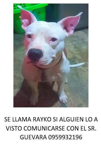 AlertaMePerdi's tweet photo. #PERDIDO #GUAYAQUIL 
Nombre: #RAYKO
Fecha: 28/01/23
Sector: Norte, Bastion Popular blq. 4 Mz. 657.
Sexo: Macho.
Raza: Pitbull.
Obsv.: Lunar rabo y panza, pelaje color blanco, lleva un collar de cuero sin placa 
Contacto: 0959932196
¡Ayúdalo a volver con su familia!
#AlertaMePerdí https://t.co/Vi6UkBMzCl