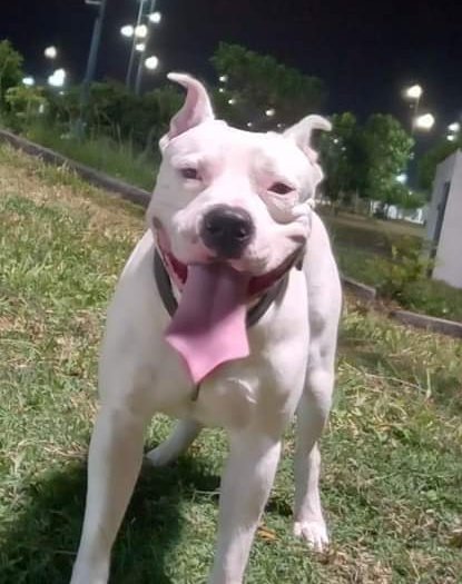 AlertaMePerdi's tweet photo. #PERDIDO #GUAYAQUIL 
Nombre: #RAYKO
Fecha: 28/01/23
Sector: Norte, Bastion Popular blq. 4 Mz. 657.
Sexo: Macho.
Raza: Pitbull.
Obsv.: Lunar rabo y panza, pelaje color blanco, lleva un collar de cuero sin placa 
Contacto: 0959932196
¡Ayúdalo a volver con su familia!
#AlertaMePerdí https://t.co/Vi6UkBMzCl