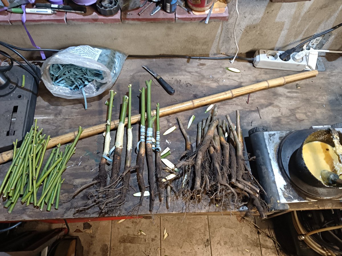 Entjes,

Tilia platyphyllos 'Pyramidalis Aurea' 
Grote boom met een zuilvormige/ovale kroon van 15 tot 20 meter hoogte.
De takken groeien als een zuilvorm omhoog.
De boom bloeit in juni en begin juli. Ze zijn crèmekleurig, geuren sterk en trekken veel bijen aan.