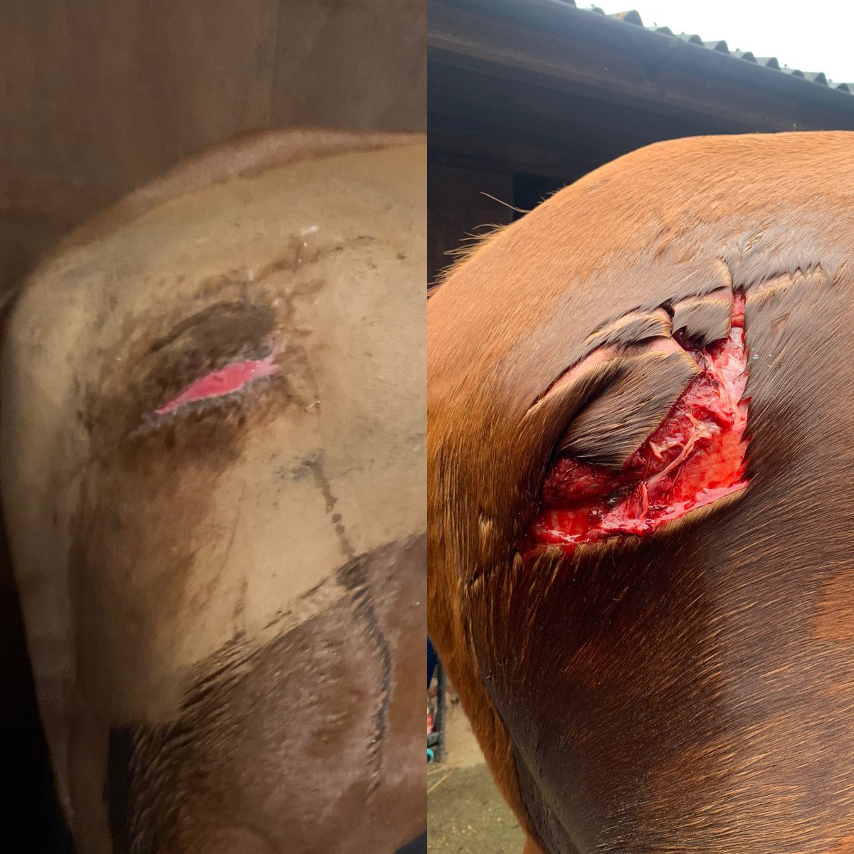 STAN UPDATE: 3 months after his accident and we are almost there! No one can ever say I don’t care about my animals or am not dedicated to helping them get better! Seeing these 2 pics against each other is crazy! It was hard to imagine it ever healing! #fighter #woundmanagement