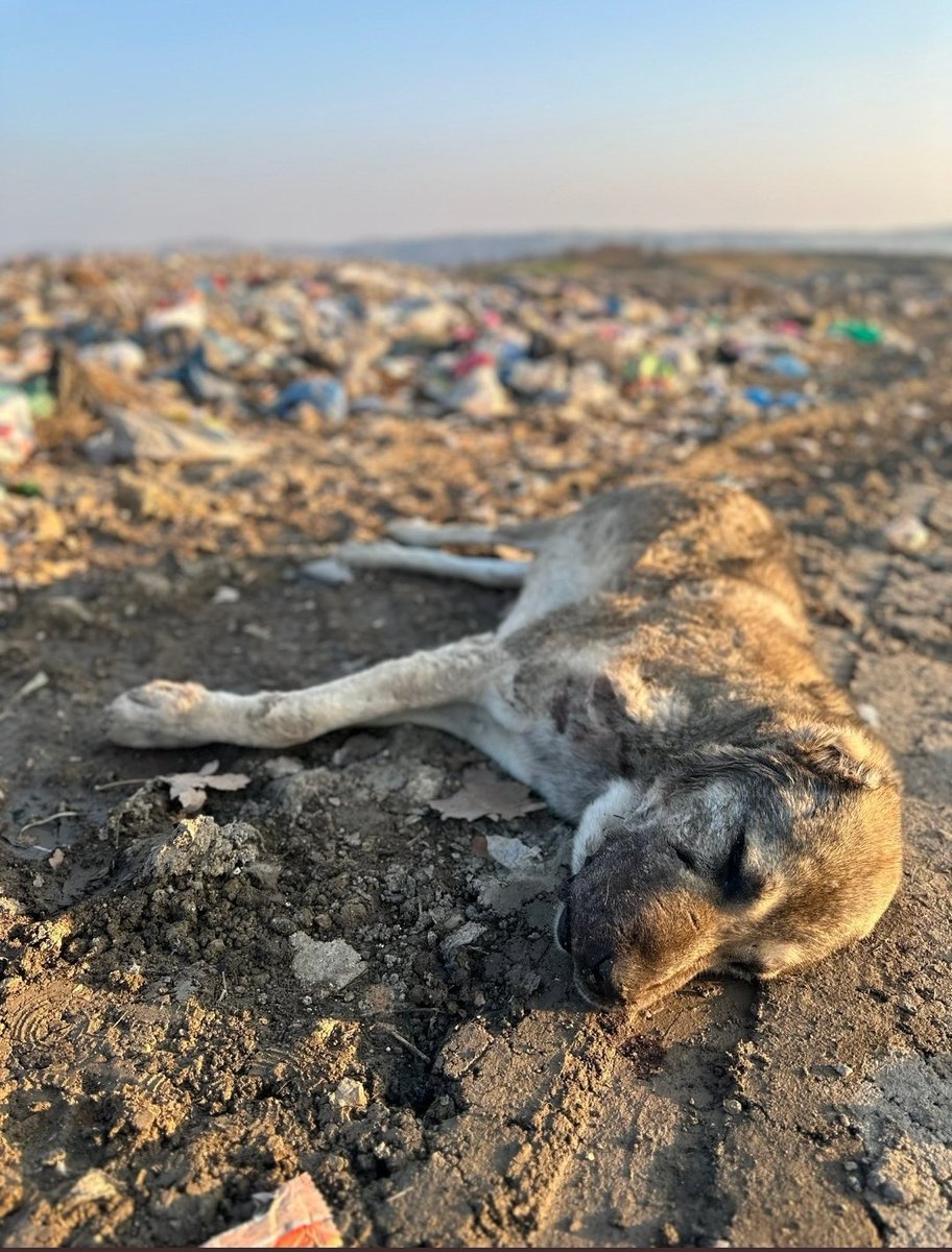 Hayvanlara zalimce davranıldığı sürece, hayvanlara soykırım olduğu sürece, insana da olacak, bunu kabul etmeselerde, kainatın sahibinin kanunudur, doğanın kısasıdır, yani ektiğini biçiyor insan oğlu #SokakHayvanlarıSahipsizDeğil #NefretÇağrısıYapmayın
