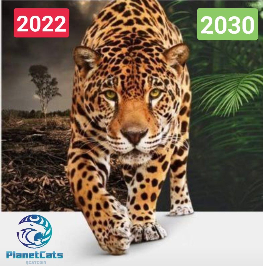 <a href="/elonmusk/">Elon Musk</a> #PlanetCats and #crypto combined with community power can help prevent #deforestation .
That's the goal!
Wanna know more?
planetcats.org