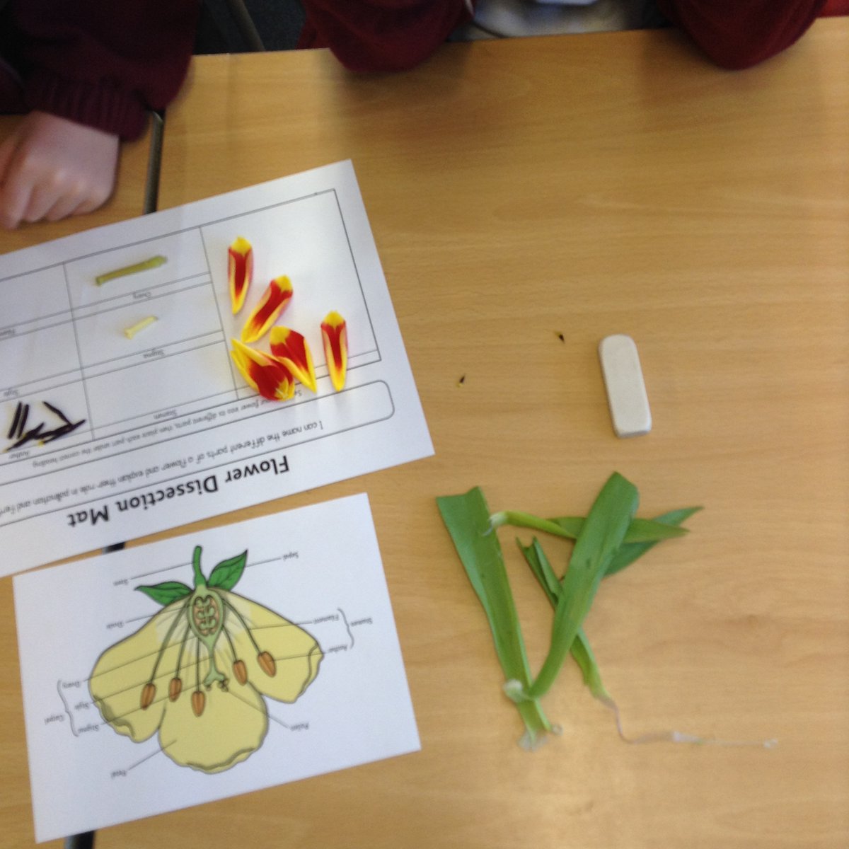 OakTreeCheadle's tweet photo. In their Science lesson today, 3CM dissected flowers to find out about the different parts. They then learned about the role that these different parts play in the processes of pollination and fertilisation. #year3science #primaryscience https://t.co/VA19JYuWmi