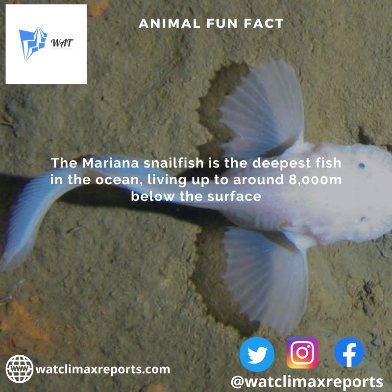WatClimax's tweet photo. The Mariana snailfish is the deepest fish in the ocean, living up to around 8,000m below the surface.
#animalfunfact  #WATclimaxreports #funfact #watclimaxreports #animal #mariana #ocean #snailfish #fish https://t.co/t9Q8AiYveG
