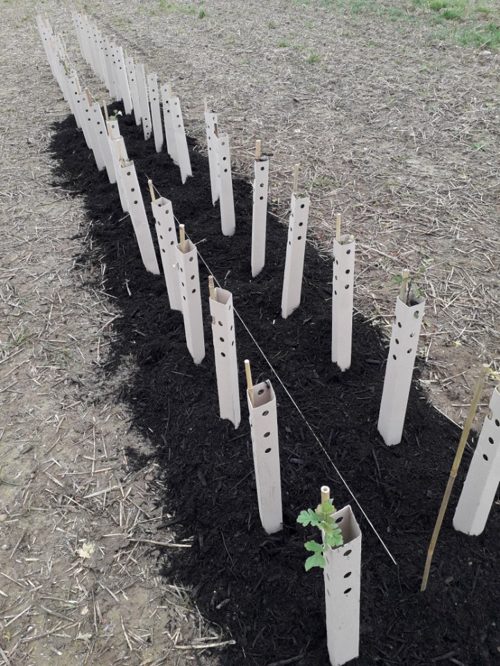 onetreeplanted's tweet photo. 100,000 trees planted in #England 🌱

These trees were planted to restore 40 hectares of land in communities across multiple locations in Essex. As the trees grow, they will improve soil and water conservation, store carbon, moderate climate, and increase wildlife habitat.🌎🌱 https://t.co/am4KZX9pzF
