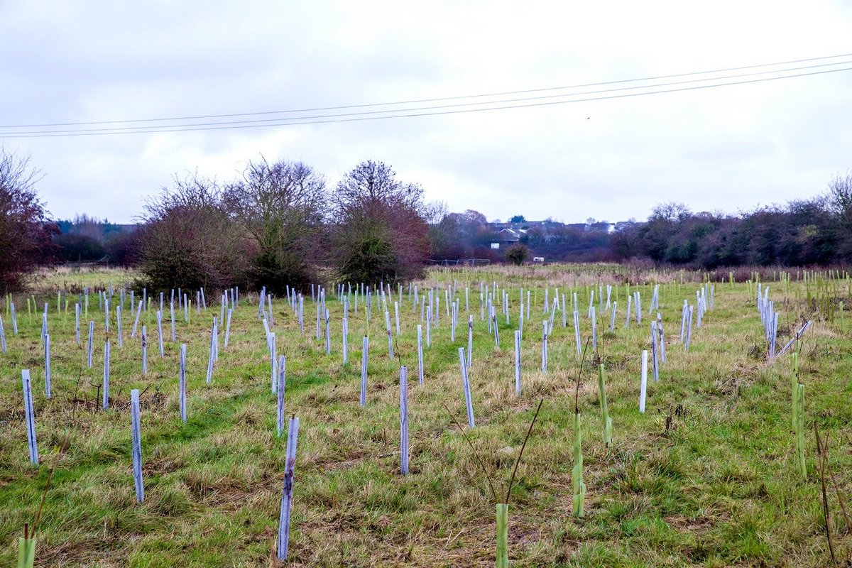 onetreeplanted's tweet photo. 100,000 trees planted in #England 🌱

These trees were planted to restore 40 hectares of land in communities across multiple locations in Essex. As the trees grow, they will improve soil and water conservation, store carbon, moderate climate, and increase wildlife habitat.🌎🌱 https://t.co/am4KZX9pzF