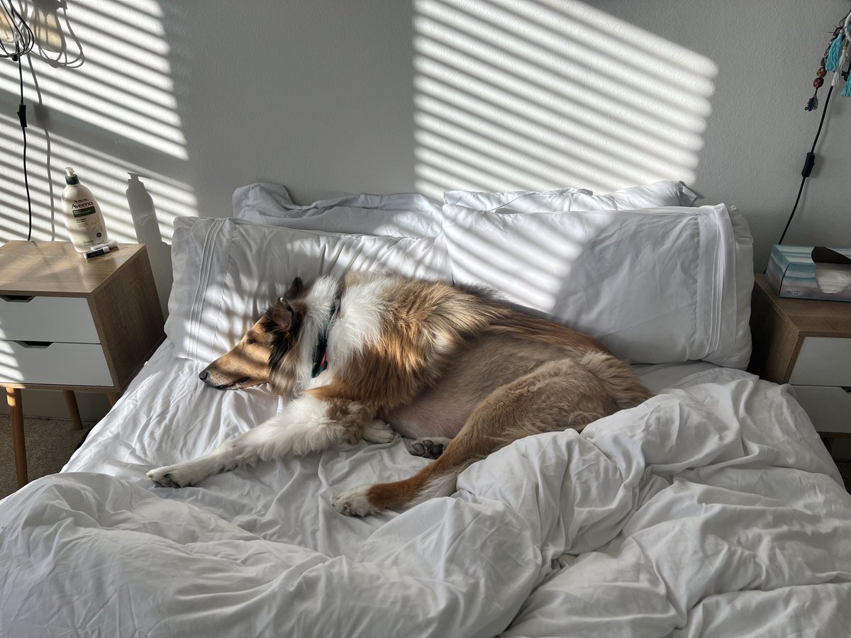 H4L official mascot Lincoln on… furniture. He moved from the couch to the bed 🛋️🐾🛌

#roughcollie #roughcollies #collies #colliedog #collielife #couchpotato #couchpotatodog #dogonthebed #dogsonthebed #dogsusingpillows #lincolnlog #lazydog #lazydogs