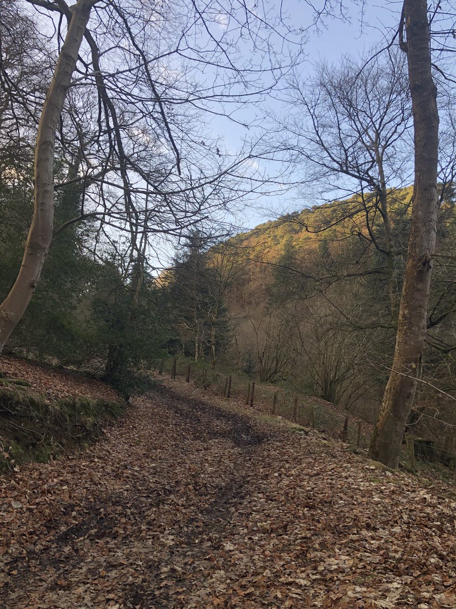grj243's tweet photo. Onto the last #pheasantsdrive of the #season here #keepersday #Part2 #NorthWales https://t.co/JtPGNnNqrm