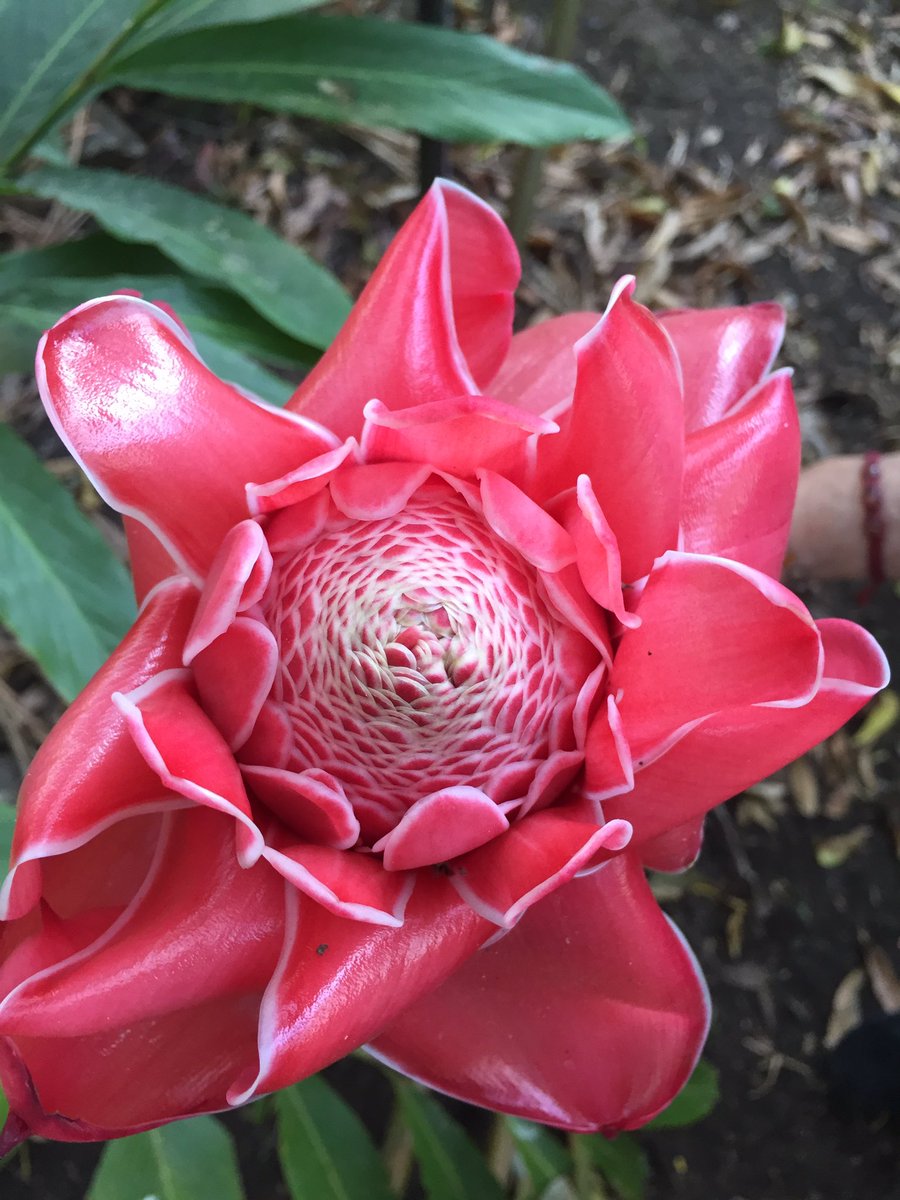 SinereIntel's tweet photo. #Flores #Tropicales antorcha https://t.co/mrhQq5S3Ow