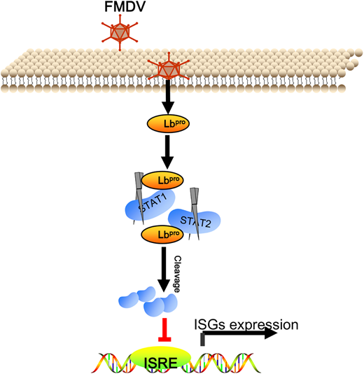 J_Immunol's tweet photo. The Lb #protease of #FootandMouthDisease virus cleaves #STAT1 and #STAT2 to impeded #IFNbeta-induced antiviral signaling | from HaiXue Zheng at Lanzhou Veterinary Research Institute | #ReadTheJI #generegulation #immunology
π https://t.co/DNL0zs9DbQ https://t.co/IERV5Iy4S1