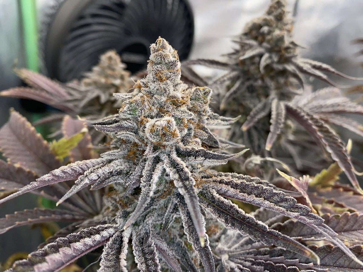 GuyChupo's tweet photo. Make the most of each moment today, peeps! #mac33 #growyourown #organic @downtoearthfertilizers @rootsorganics @acinfinityinc @VIVOSUN https://t.co/FG5HpUpnyp