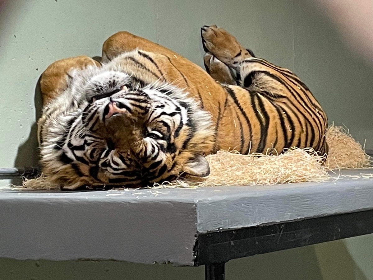 THOMAS UPDATE: 🐅

From Shanna, animal curator: Our main priority with Thomas right now is relationship building. He needs to learn the ins/outs of our building and our team. We are spending time with him, talking to him, and showing him he's safe.