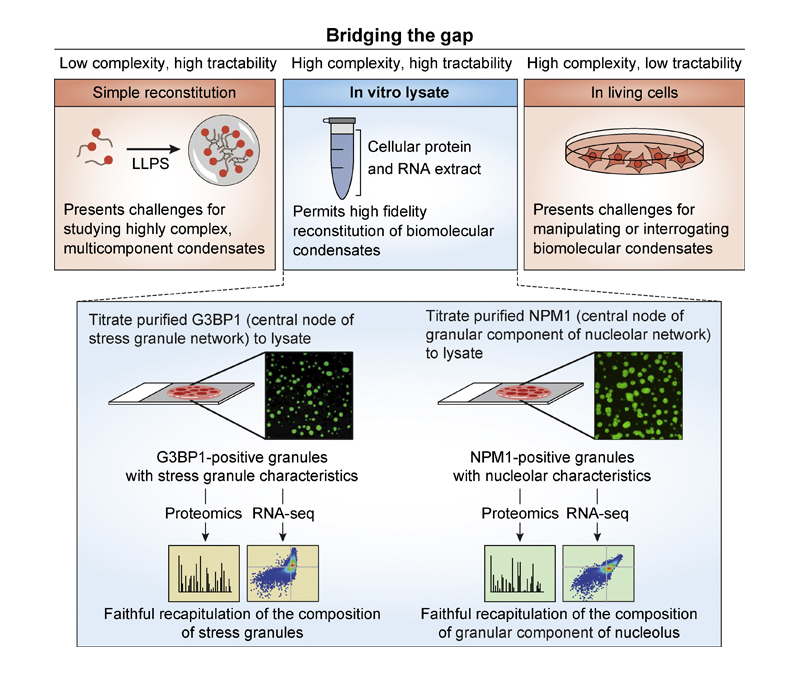 JCellBiol's tweet photo. Freibaum et al. introduce a system that permits high-fidelity reconstitution of #StressGranules and the granular component of #nucleoli in mammalian cellular lysate. https://t.co/cJwnO7UYX1
Part of our Tools collection: https://t.co/Ypqy2EB2m2 https://t.co/PcQFwysyF0