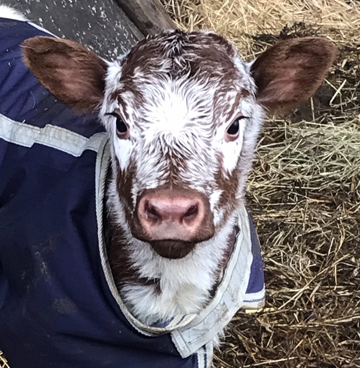 Tune in to Radio York tomorrow 10.45 I will be chatting to <a href="/joncowap/">Jonathan Cowap</a>  about my animals and being a finalist for <a href="/NorthFarmerMag/">The Northern Farmer</a>  awards