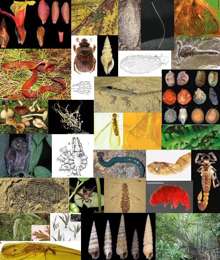 ISYEBsp's tweet photo. En 2022, les chercheurs de l'ISYEB ont publié 197 articles sur la taxonomie et ont décrit 327 taxons nouveaux pour la science, dont 262 espèces nouvelles (187 espèces actuelles et 75 fossiles) @ISYEB_umr #taxonomy @Le_Museum @Sorbonne_Univ_ @INEE_CNRS @UnivAntilles @EPHE_PSL https://t.co/UfTfynXNyR
