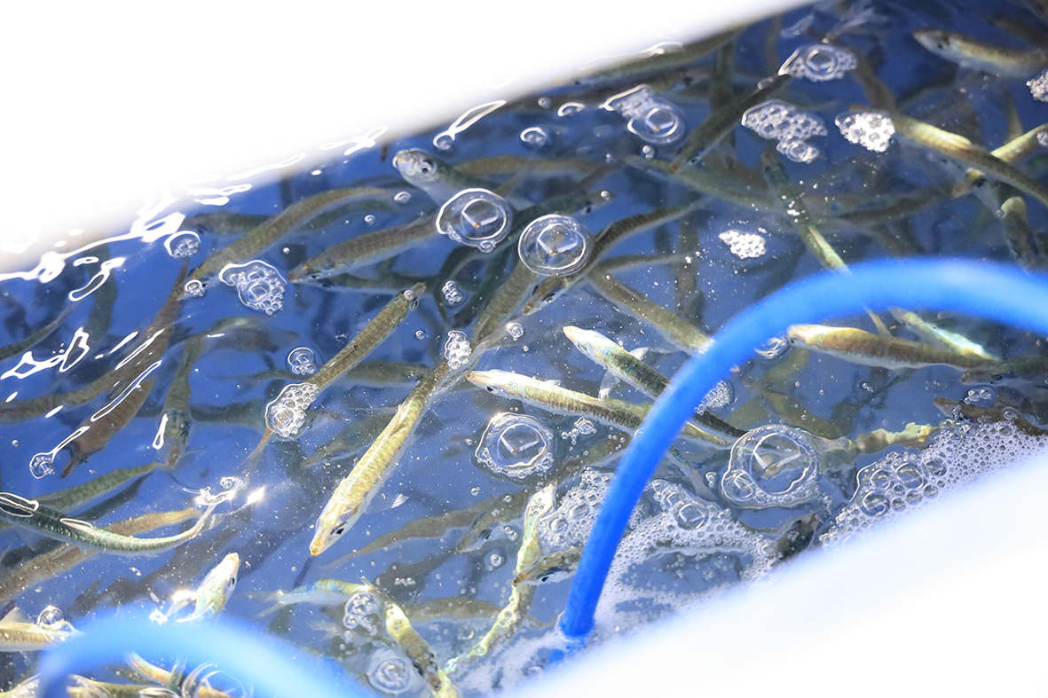 J_Exp_Biol's tweet photo. It seems that summer sardines suffer more then winter sardines when their plankton food supply dries up, thanks to a heat wave. They lose muscle and their metabolic rate remains high when they should reduce it to conserve energy @ElisaThoral 

https://t.co/8Ug7NxM2Hw https://t.co/GUEjmJMixY