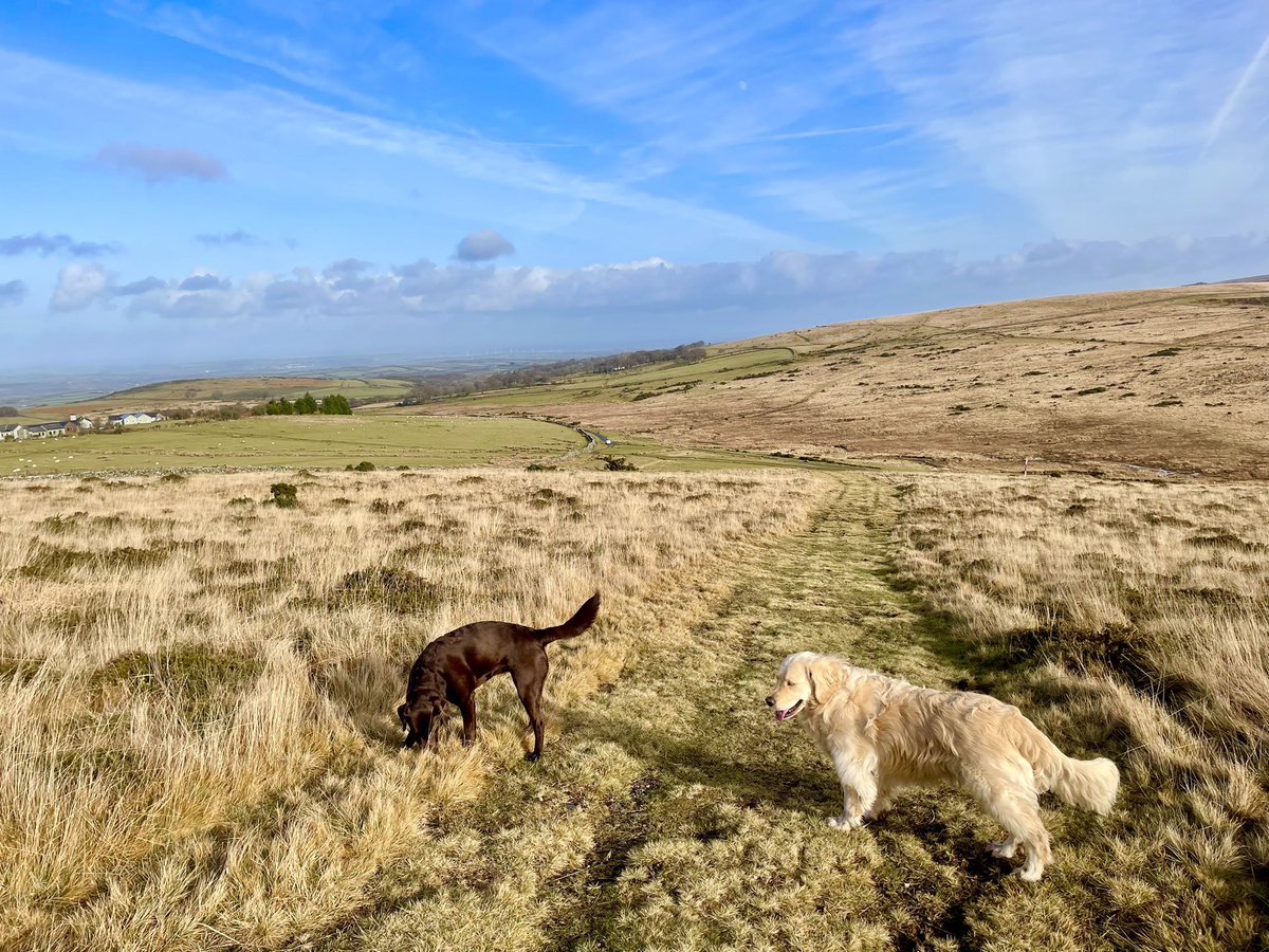 Lovely trip out on the north moor at lunchtime today, with Maisie and Rosie of course 🐾🐾🤎💛💚
#Dartmoor #Devon #homesweethome #dartmoordogs #dartmoordays