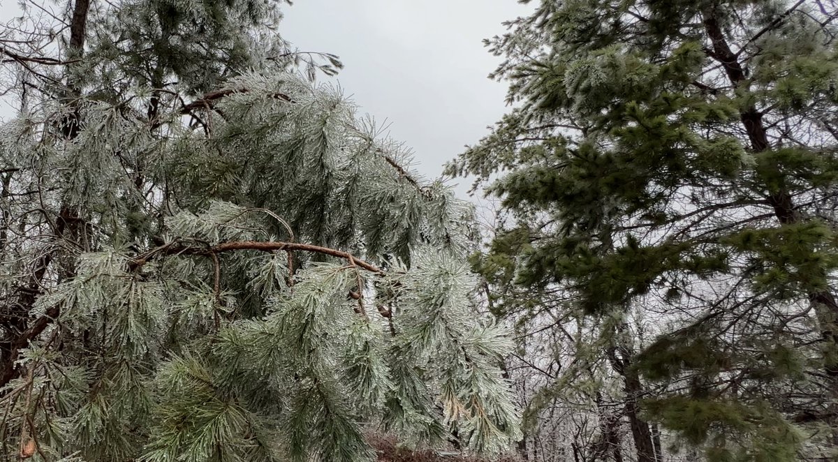 AginArk's tweet image. One of many hazards brought by #iceStorms: Weighty ice bending branches to the breaking point. 

@AR_Extension has information on cleaning up tree-damage.

uaex.uada.edu/environment-na…

#arwx