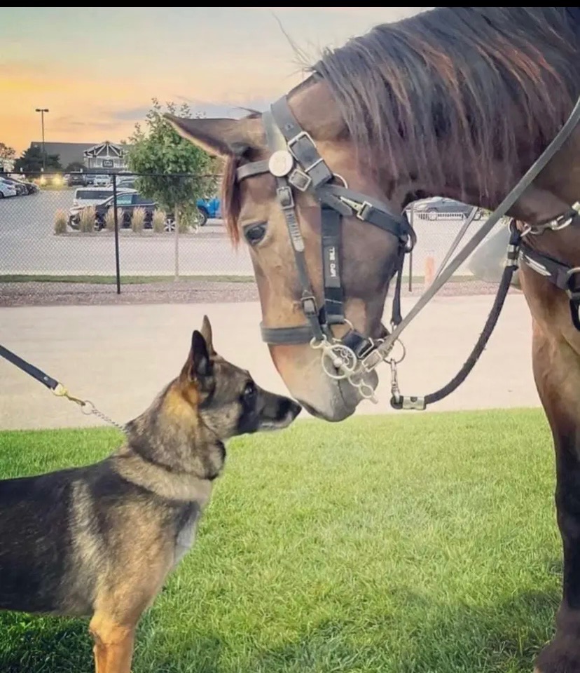 There are some photos that speak louder than words... 

Milwaukee's Police Department K-9 and Mounted Units meet. 

Photo credited: Duggie Sage

#MilwaukeePoliceDepartment #K9Unit #MountedUnit #photospeakslouder #Milwaukee #police #workingdogs #horse #serviceanimals #thankyou