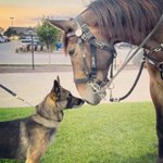 Photo by National Service Animals Memorial (@NsamProject)